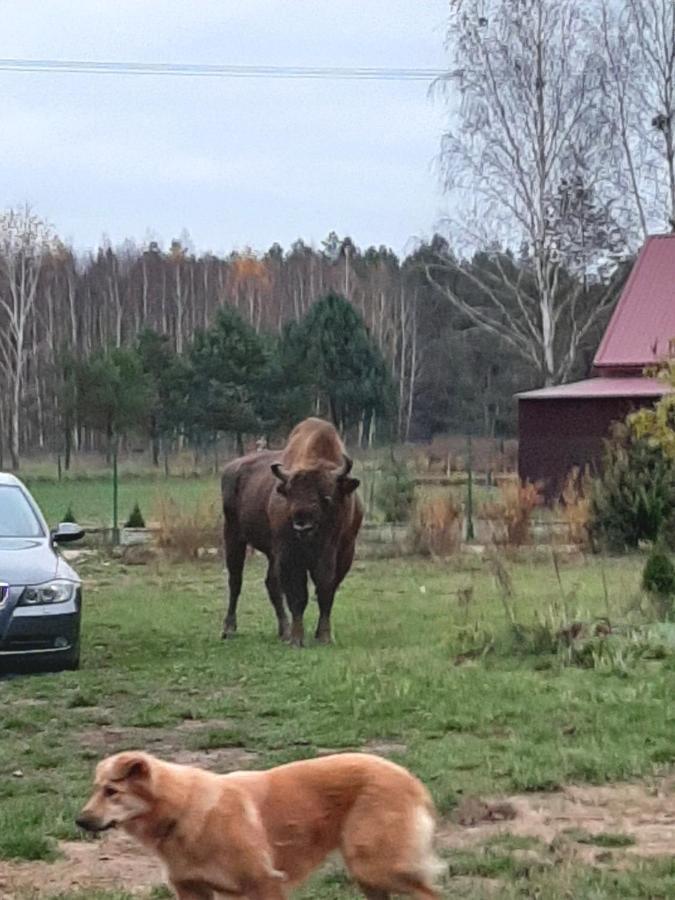 Agroturystyka Zubr Villa Siemianowka Esterno foto